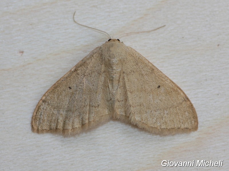 Scopula...? No, Idaea straminata, Geometridae